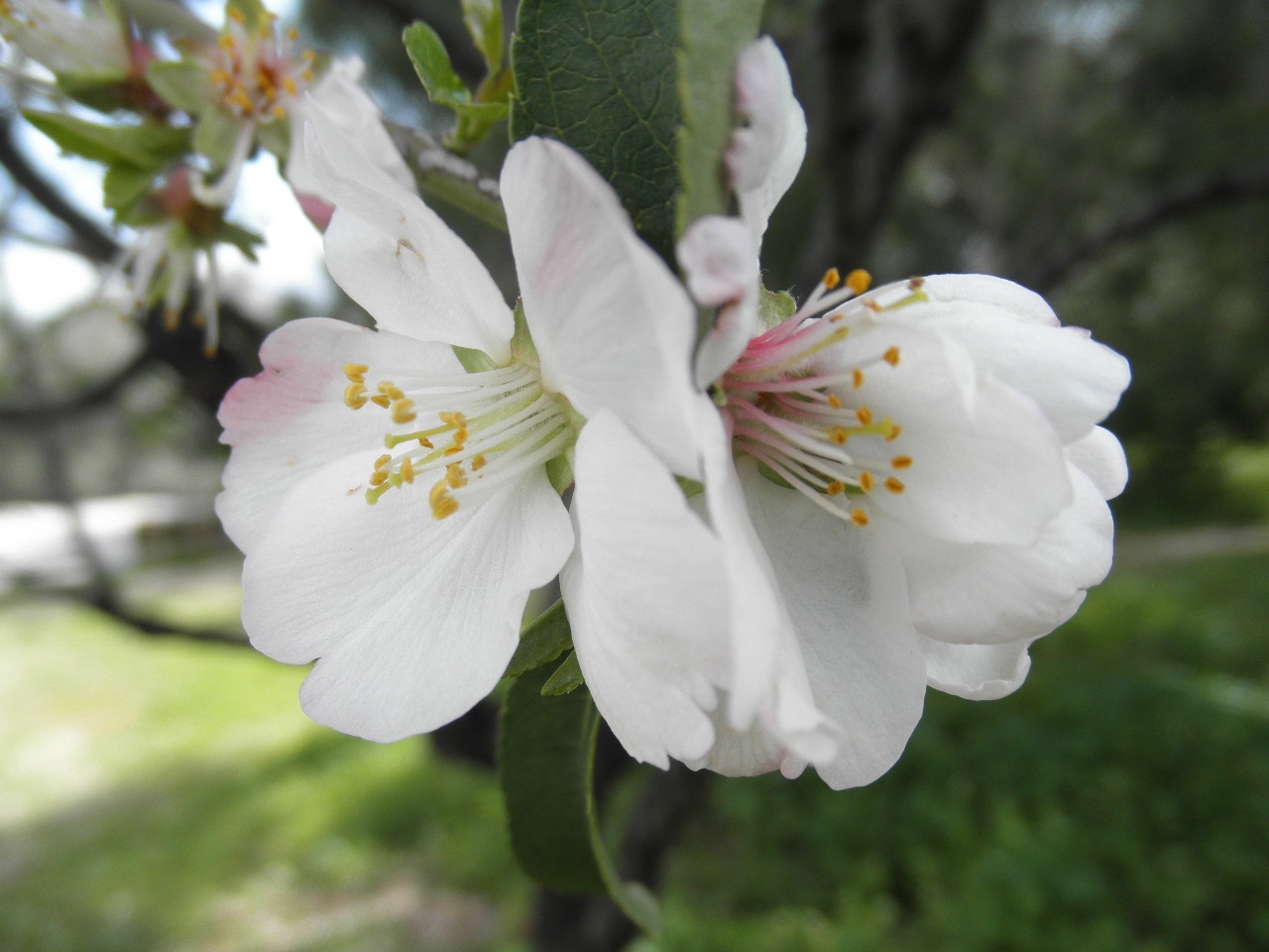 Flower of almonttree